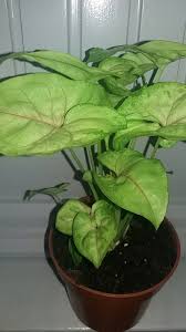 Syngonium berry allusion starter plant (all starter plants require you to purchase 2 plants!) thegreenescape. Syngonium Zroslicha Berry Allusion 8599486719 Oficjalne Archiwum Allegro