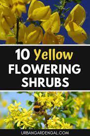 Wholesale baby's breath, wholesale eucalyptus, wholesale dahlias 10 Yellow Flowering Shrubs Urban Garden Gal Yellow Flowering Shrub Flowering Shrubs Yellow Flowering Bush