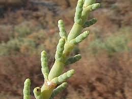Image result for Sarcocornia natalensis