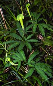 Image result for Arisaema mildbraedii