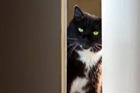Ask A Vet Why Does My Cat Follow Me To The Bathroom Ask A Vet Cats Cats And Cucumbers