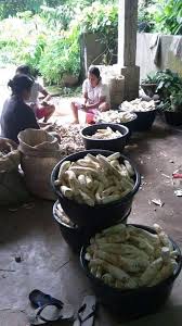 Tape singkong merupakan tape yang dibuat dari singkong atau ketela pohon yang difermentasi. Bisnis Tape Singkong Bu Sam Untungnya Menggiurkan Harian Mistar