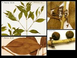 Image result for Memecylon