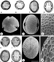 Image result for Clappertonia polyandra
