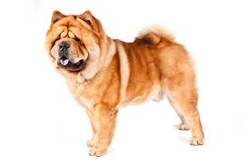 chow chow dog breed information