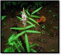 Image result for Uraria picta