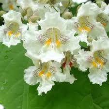 White flowering trees identification ohio. Trees To Plant In Nebraska Nebraska Forest Service