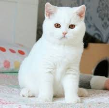 Crystal Flame S Marshmallow Fawn Van Gen Ticked Boy 3 5 Months Old Kediler Ve Yavrulari Sevimli Kedi Yavrulari Sevimli Kediler