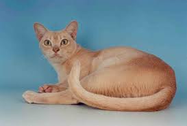Simple Guidance For You In Colours Of Burmese Cats Colours