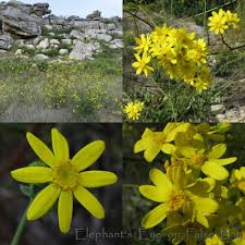 Image result for Gnidia burchellii