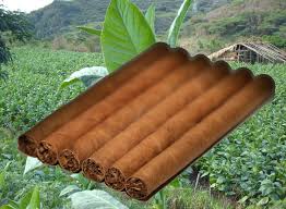 Cigarillos Une Alternative Interessante Aux Cigares