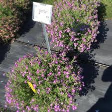 Image result for Jamesbrittenia burkeana