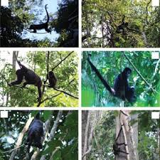 Image result for Ancylobothrys amoena