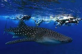 The Basking Shark Tiburon Ballena Cetorhinus Maximus Is The Second Largest Living Fish After The Swimming With Whale Sharks Whale Shark Whale Shark Diving