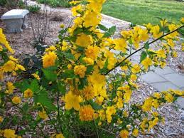 Pin By Jackie Howell Mateyka On Gardening Shrubs Bushes Shrubs Japonica
