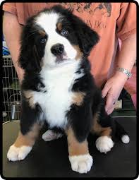 Our dams and sires are all akc registered, and we have carefully selected each one. Bugziere Bernese