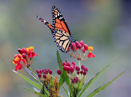That's best achieved by combining several. Butterflies And Hummingbirds In Your Backyard Milberger S Nurserymilberger S Nursery