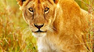 Los leones y las leonas vencieron 2 a 1 y 3 a 0 a nueva zelanda. Viajas A Kenia Como Proteger A Los Leones Africanos