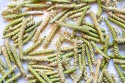 Image result for Lycopodium