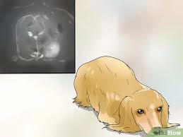 If your dog has been sort of puddling up in a pile of lethargic, disinterested misery, and it's been more than a day, that can be an early warning sign that she is getting ready to leave this life. How To Care For A Dog With Brain Cancer 11 Steps With Pictures