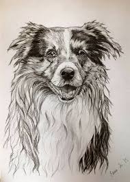 Border Collie Diesel Animal Portraits Art Dog Drawing Art Drawings Sketches Pencil