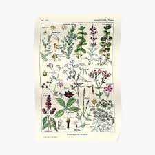 See more ideas about botanical prints, vintage botanical, vintage botanical prints. Botanical Posters Redbubble