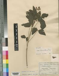 Image result for Dolichos kilimandscharicus