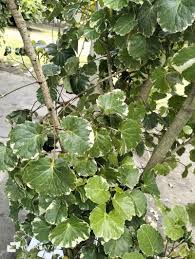 Image result for Polyscias kivuensis