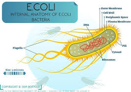 Escherichia coli is the most common cause of acute urinary tract infections as well as urinary tract sepsis. Pin On Science