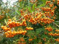 Image result for Pyracantha coccinea golden charmer