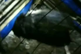 Babi ngepet ditangkap warga jakarta utara. Iuov6r1wovwcjm