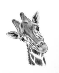Original Charcoal Giraffe Drawing 5 X7 Giraffe Art Nursery Art Giraffe Sketch Charcoal Drawing Animal Sketch Giraffe Drawing Animal Sketches Charcoal Drawing