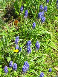 Lamium purpureum, or purple deadnettle, is another pesky weed that is derived from the mint family. Flowers Muscari Image Purple Flowers In Grass Images Macro 54152 Torange Biz Free Pics On Cc By License