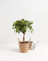 Image result for Ficus demeusei