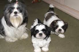 Puppies grow quickly at first, with most of their growth happening in the first few months. When Are Shih Tzu Fully Grown
