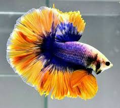 Live Purple Mustard Gas Over Halfmoon Ohm Male Betta Thailand Import Betta Fish Betta Fish