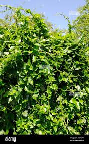 Image result for Periploca