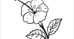 Kumpulan sketsa gambar bunga hitam putih untuk diwarnai terbaru gambarcoloring. Gambar Bunga Kembang Sepatu Hitam Putih