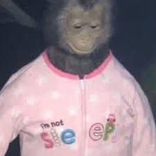 Pin By Talicia On Meme Monkeys Funny Stupid Memes Funny Memes