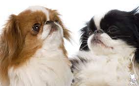 Japanese Chin Colors Classic Black And White And A Lovely Sable Japanese Chin Dog Japanese Chin Japanese Chin Puppies