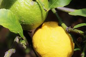 Quelli appena illustrati sono i problemi più comuni che causano la presenza di foglie gialle sulla pianta di. Foglie Limone Gialle E Bucate Perche Pollicegreen