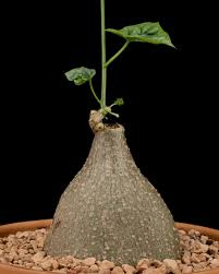 Image result for Oxyanthus goetzei