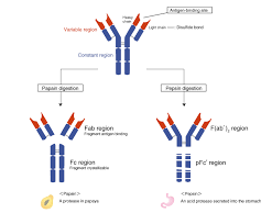 Structure Of Antibodies Mbl Life Science Japan