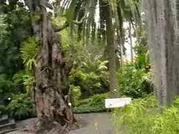 Die 13 ultimativen highlights der insel des ewigen frühlings. Botanischer Garten In Puerto De La Cruz Teneriffa Youtube