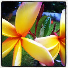 Love Frangipani Frangipani Plumeria Flowers
