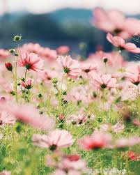 Meadow Of Cosmos Schone Blumen Fotografie Blumen Hintergrundbilder Blumen
