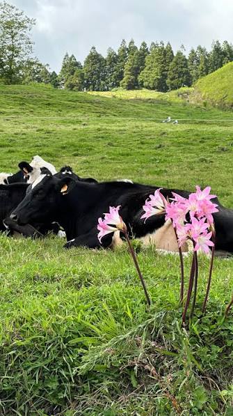 En Azores ay más de 250.000 vacas… y solo unos 240.000 habitantes! 🐄🌿, La isla de São Miguel, la más grande, es un paraíso de paisajes volcánicos, lagos en cráteres, termas naturales y caminos entre ...