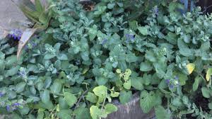 Said to have the most aromatic foliage, although doesn't flower as freely as many other varieties. Not Kitten Around Pruning Catmint Uc Davis Arboretum And Public Garden