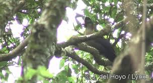 Gallirex johnstoni kivuensis (e drcongo, rwanda, burundi and sw uganda); Rwenzori Turaco Ebird