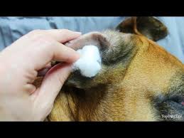 How to clean a dog's ears. How To Make Home Remedies For Dog Ear Infection Youtube